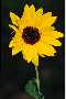 View a larger version of this image and Profile page for Helianthus annuus L.