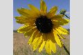 View a larger version of this image and Profile page for Helianthus annuus L.