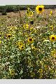 View a larger version of this image and Profile page for Helianthus annuus L.