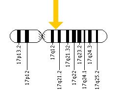 The BRCA1 gene is located on the long (q) arm of chromosome 17 at position 21.