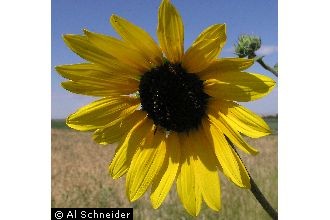 Photo of Helianthus annuus L.