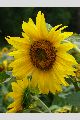 View a larger version of this image and Profile page for Helianthus annuus L.