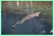 Manatee with an Argos tag attached - click to enlarge