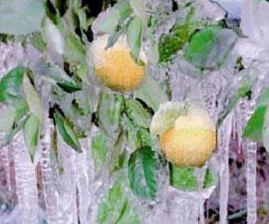 Frozen Oranges