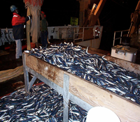 1999 Herring Catch.