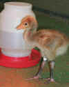 Icon Link for Chick Day 8