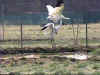 Whooping Crane Dance: whoopers dance around hand-dug pond