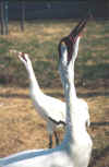 Closeup Photo of Alta and Laz during Unison Call, Whooping Crane Pair