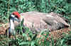 Photo of sandhill crane incubating whooper eggs at Patuxent, by USFWS