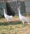 Whooping Crane Report #30: The Breeding Pairs, Hal & Hanna