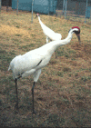 Whooping Crane Report #6: The breeding pairs: Spike and Shelly