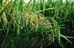 photo of rice plants