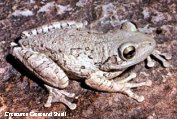 Cuban treefrog (Osteopilus septentrionalis) - click to enlarge