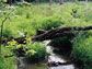 Photo of water crossed by fallen logs in a healthy wetland.
