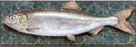 Pacific Sardine