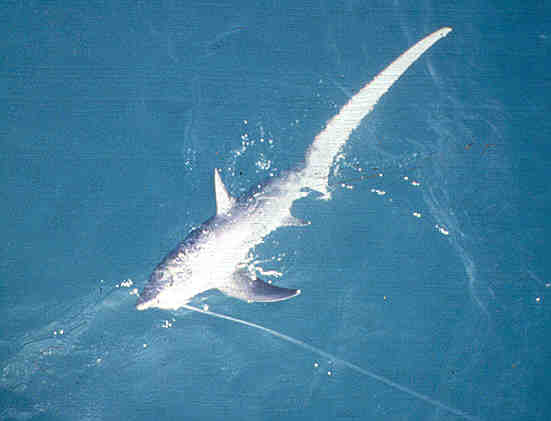 Common thresher shark  (NMFS photo)