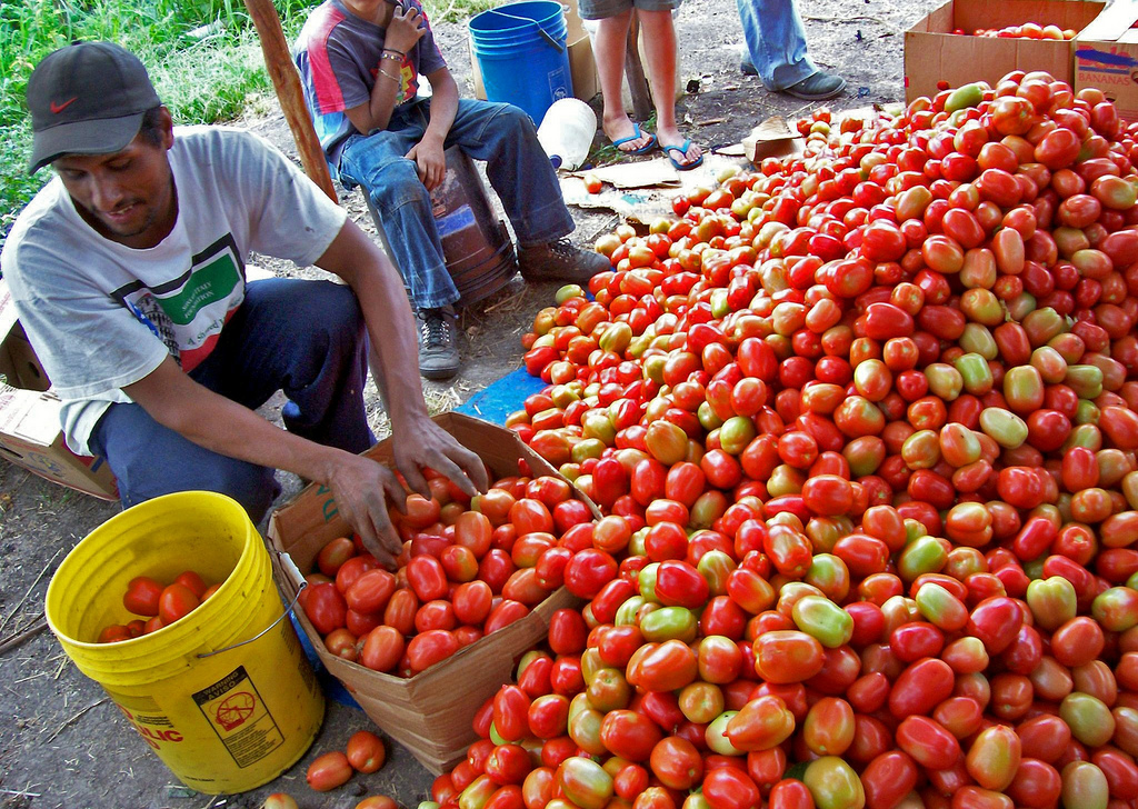 Improving tomato crop production in Honduras. 