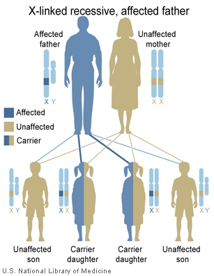 In this example, a man with an X-linked recessive condition has two unaffected daughters who each carry one copy of the gene mutation, and two unaffected sons who do not have the mutation.