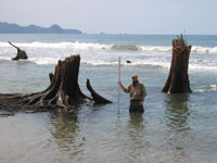 Guy Gelfenbaum measures coastal subsidence along Sumatra's northwest coast on the basis of trees whose roots and lower trunks are now submerged in saltwater.