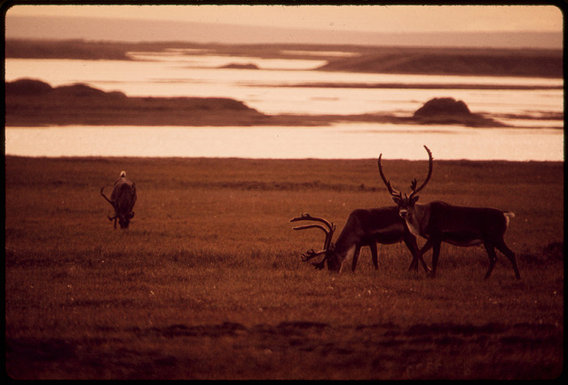 Caribou Graze near the Sagavanirktok River, Eight Miles East of the North Slope Site Where the Alaska Pipeline Will Start. The Pipeline Will Follow the Sag River South for the First 100 Miles Gravel From Riverbeds Will Be Used for Pipeline Bed and Road 08/1973 by Dennis Cowals.