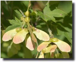 Picture of Acer sieboldianum