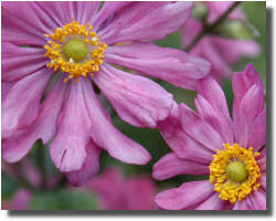 Picture of Anemone hupehensis 'King Henry'