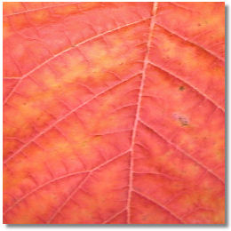 Picture of Cotinus obovatus