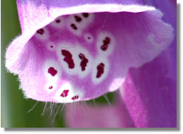 Picture of Digitalis purpurea