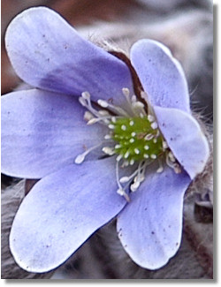 Picture of Hepatica nobilis obtusa