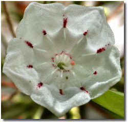 Picture of Kalmia latifolia