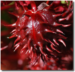 Picture of Ricinus communis, or castor-bean