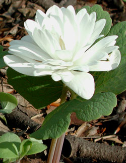 Picture of Sanguinaria canadensis