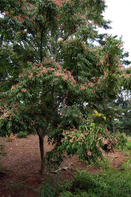 Euscaphis japonica