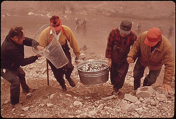 DOCUMERICA: Annual smelt run at Singing Bridge, Tawas City. In mid-April thousands of fishermen gather at Whitney Drain, a manmade canal on Lake Huron to dipnet for these small fish. Getting up the steep bank with a heavy catch requires more than one pair of arms and legs, 04/1973 Unknown.