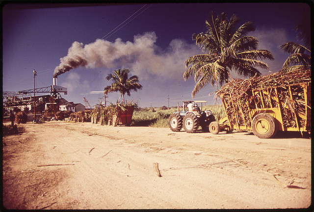 DOCUMERICA: Sugar Refinery. Trucks Bring in Freshly Cut Cane 02/1973 Mayagüez-Aguadilla, Puerto Rico John Vachon (1914-1975).