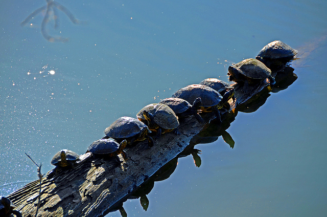 Turtle Club, Sea Pines Forest Preserve, December 14, 2012, by John Dreyer