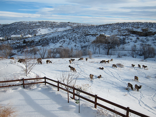 elk in backyard, Golden, CO photo by Tim Davis