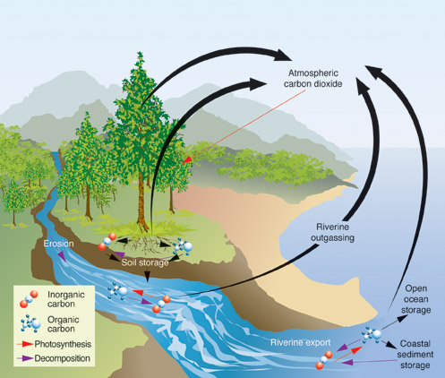 Graphic depicting the exchange of carbon between land, atmosphere, and ocean.