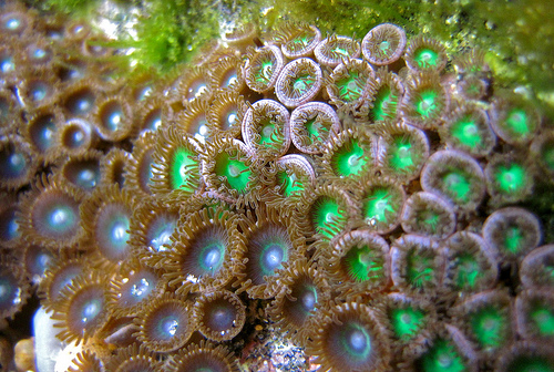 anemone close up