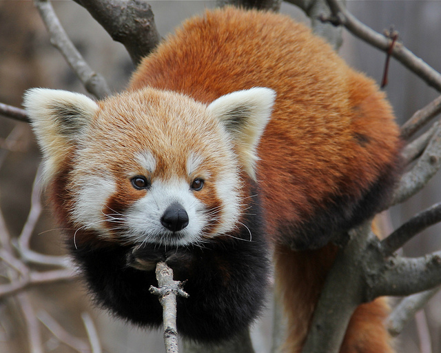 red panda on branch