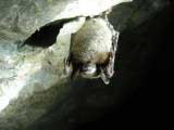 White-nose syndrome in bats