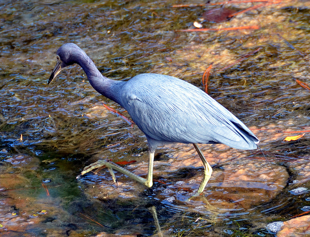 Night heron hunts for dinner in a Hilton Head Island lagoon on a late afternoon in December.