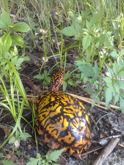 One box turtle retrieved from the road to live in the woods another day! June 29, 2012