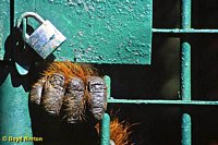 Adult male orangutan in cage