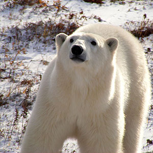 Polar Bear