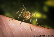 Photograph of a mosquito on human skin