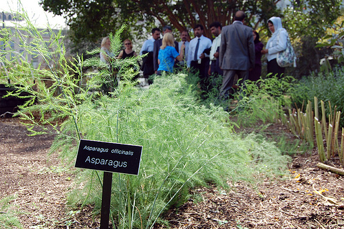 A USDA People’s Garden outreach coordinator gives a tour of the garden to visiting Afghan Borlaug Fellows during their visit to USDA for the Borlaug program’s executive management training. The fellows spent a few days in the Washington D.C. area before visiting Washington State University in Pullman, Wash., where they learned how the U.S. land grant university system conducts research and brings new technologies to agricultural producers and agribusinesses. (Photo by Erin Tindell, Foreign Agricultural Service)