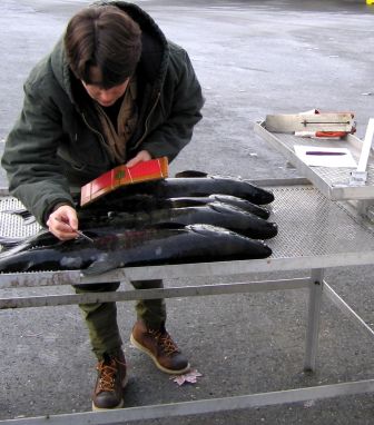 Scientist collecting salmon scale