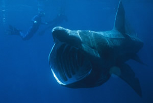 Basking Shark