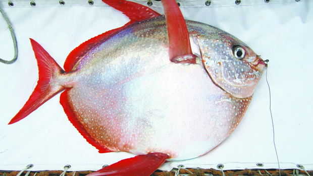 Opah Image Credit: Elea Medina NOAA